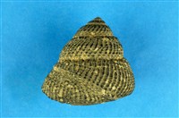 藏品(黑鐘螺)的圖片